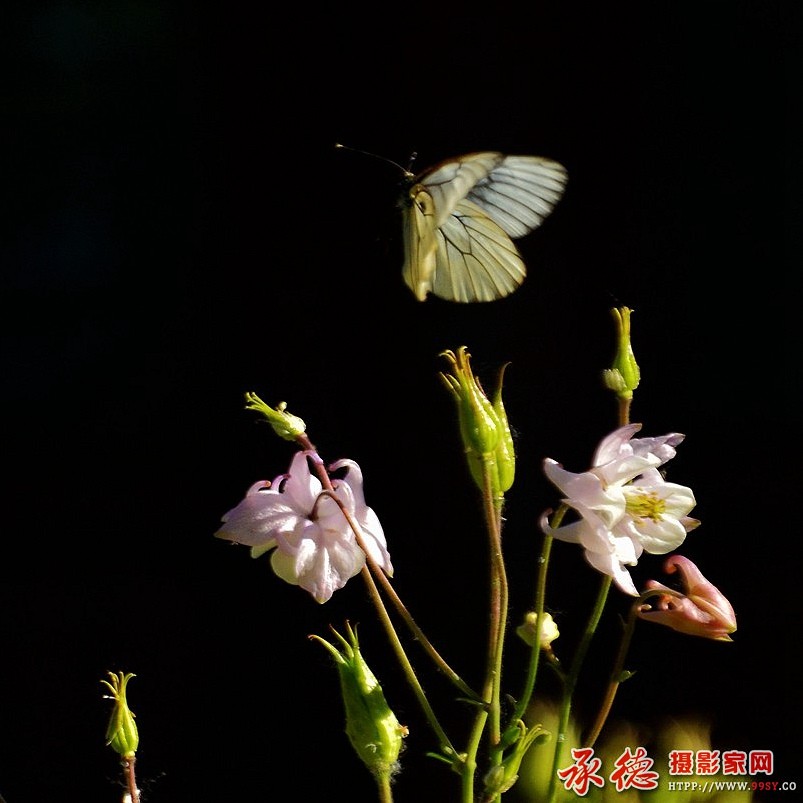 优秀奖：蝶恋花 平安是福LY