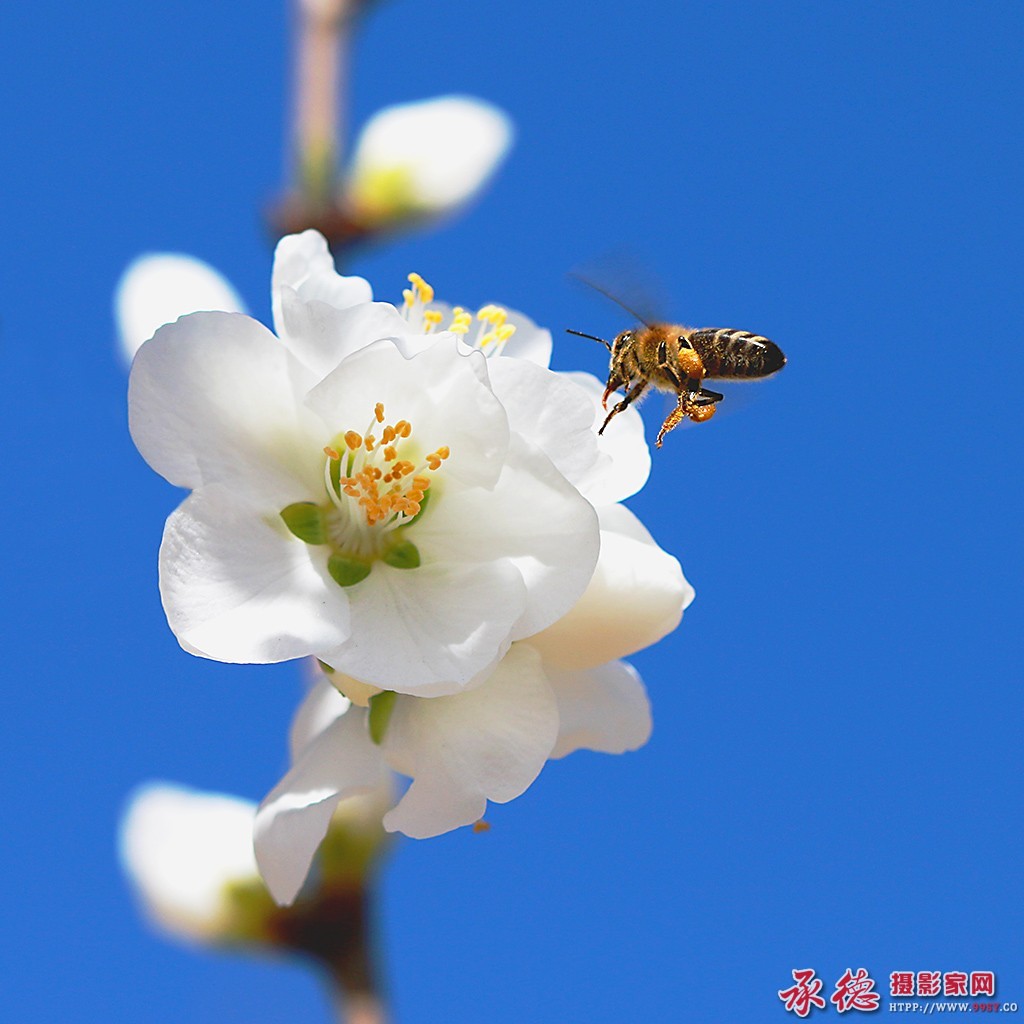 优秀奖：花香引蜂 华子歌