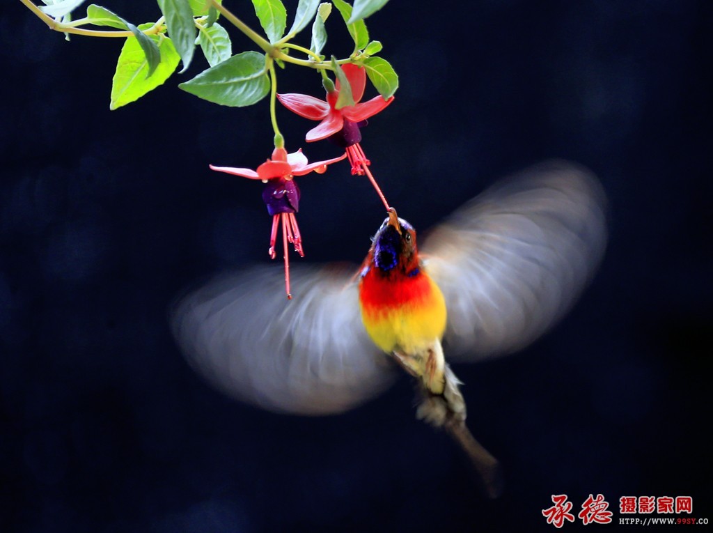 优秀奖：花之蜜 明明亮亮