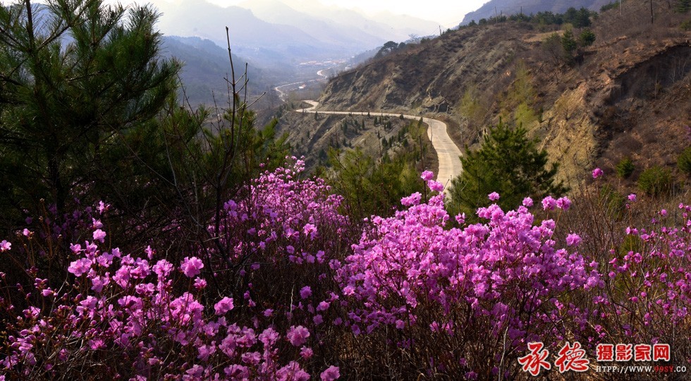 优秀奖：岭上映山红 惠风和畅