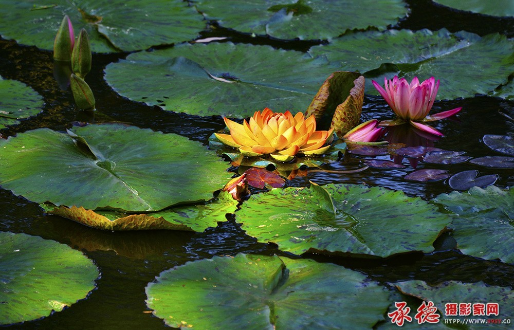 优秀奖：水莲绽放 古月全乐