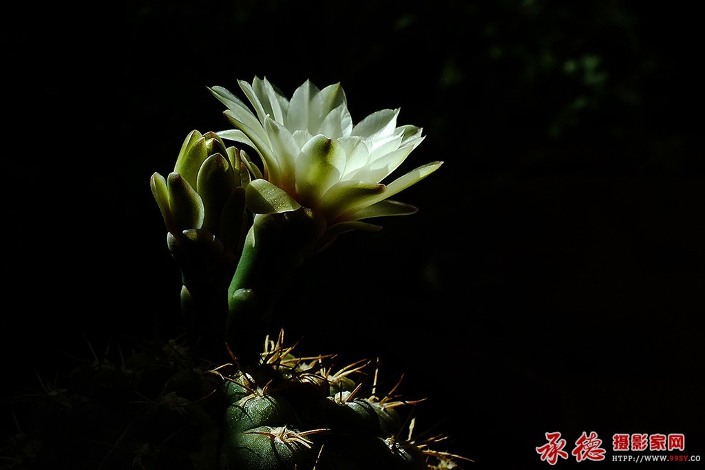 优秀奖：仙人头—开在春天里 红色的枫