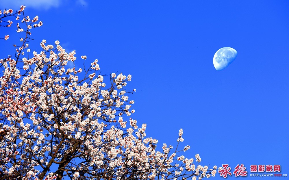 优秀奖：月照花枝头 身材太好