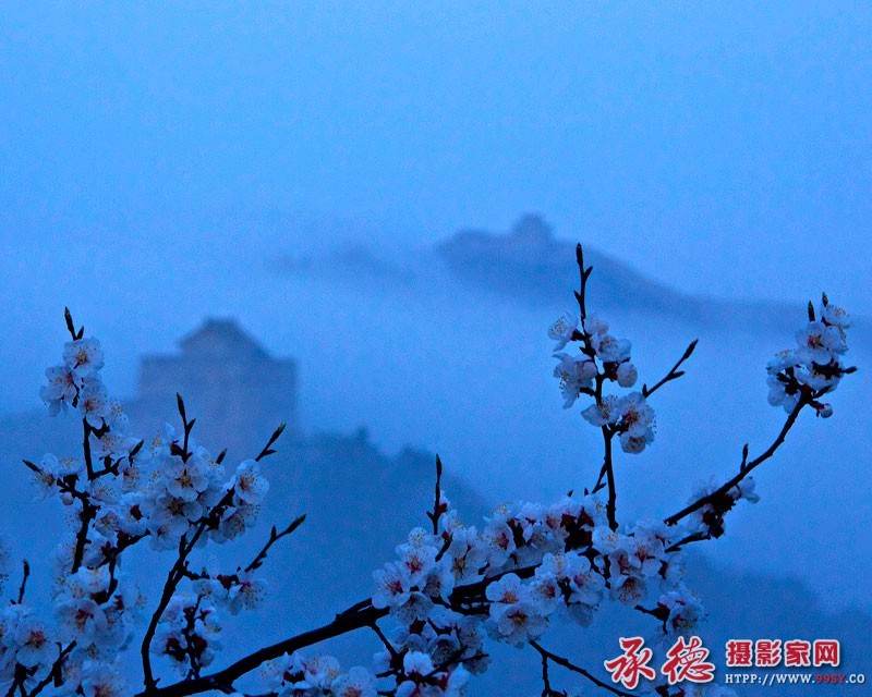 报春——作者：剑出鞘