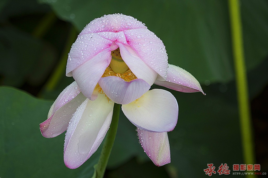 三等奖-芙蓉宝贝-顺风