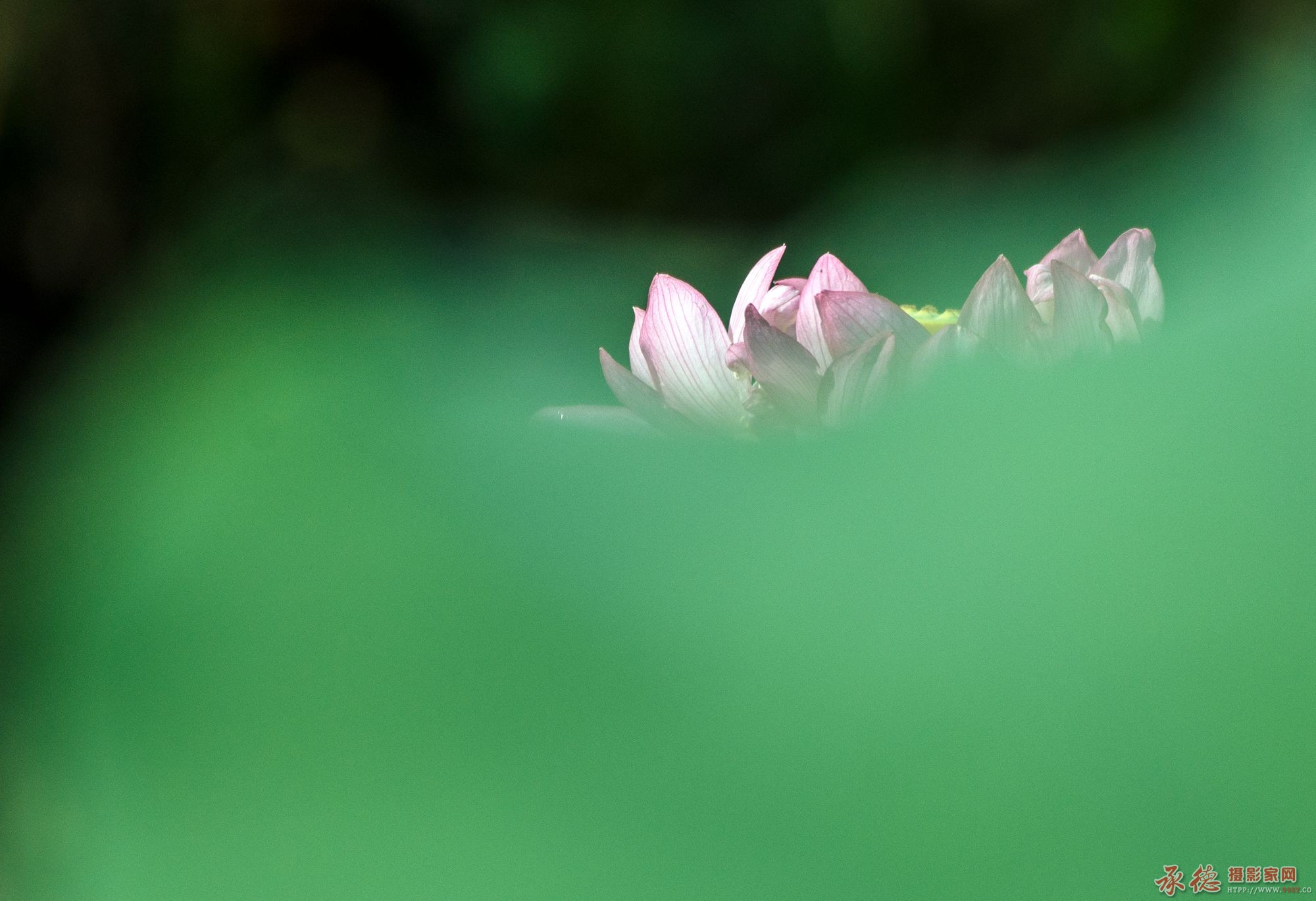 优秀奖-若隐若现-菊花女