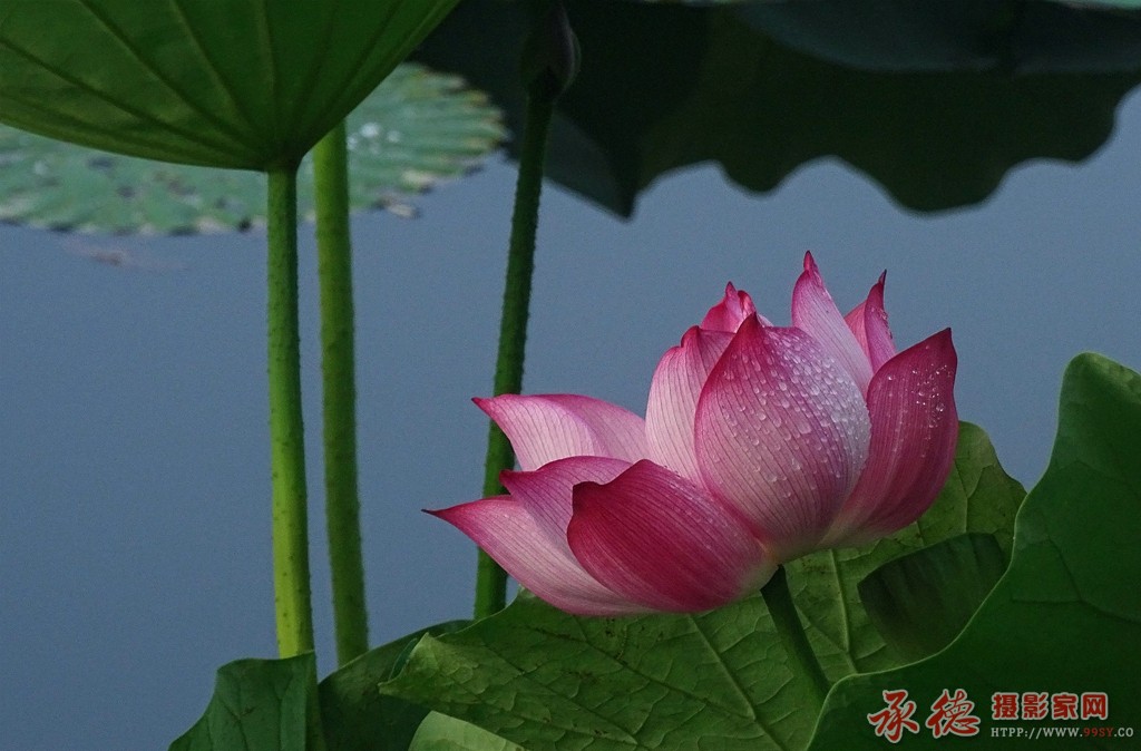 优秀奖-深居闺房-夏日雨荷