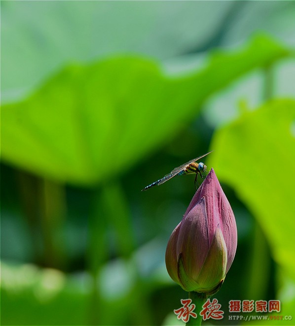 优秀奖-赏荷-小草