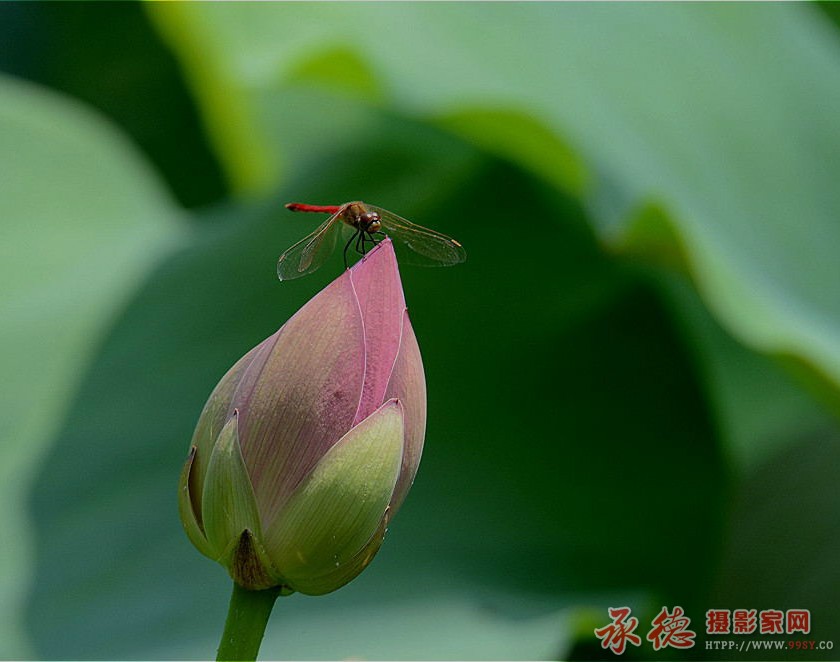 优秀奖-守望美丽- 追求