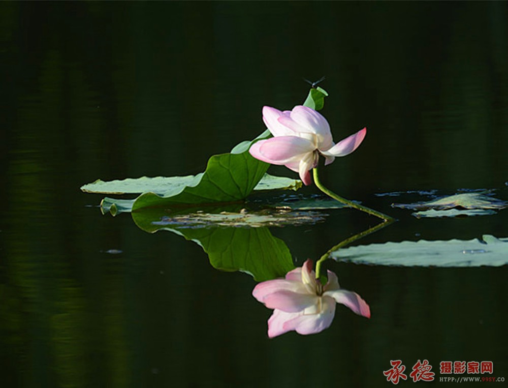 优秀奖-荷花 三-木子克