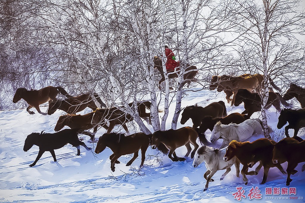 9、穿越桦林的马儿——风花雪月