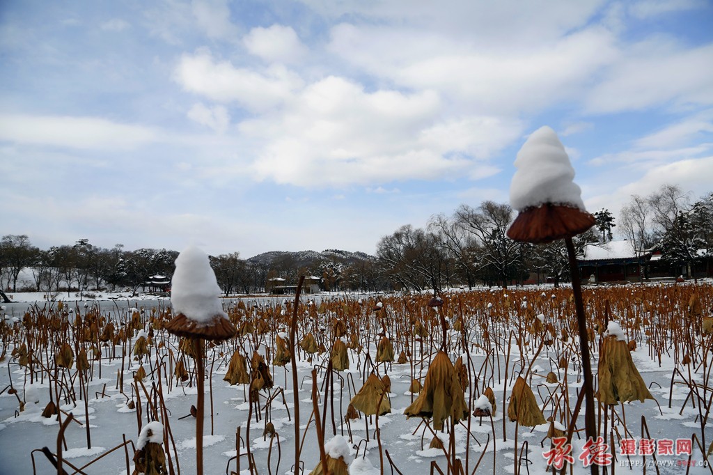 36.冰雪残荷-顺风