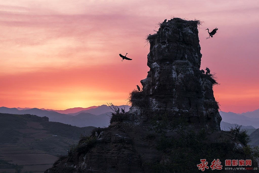 优秀奖-霞光鹭影-燕峰