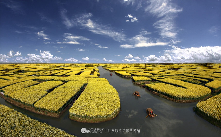 《花的乐章》刘燕摄于兴化千垛风景区