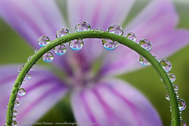 『微距摄影』alberto panizza:水滴中的花朵