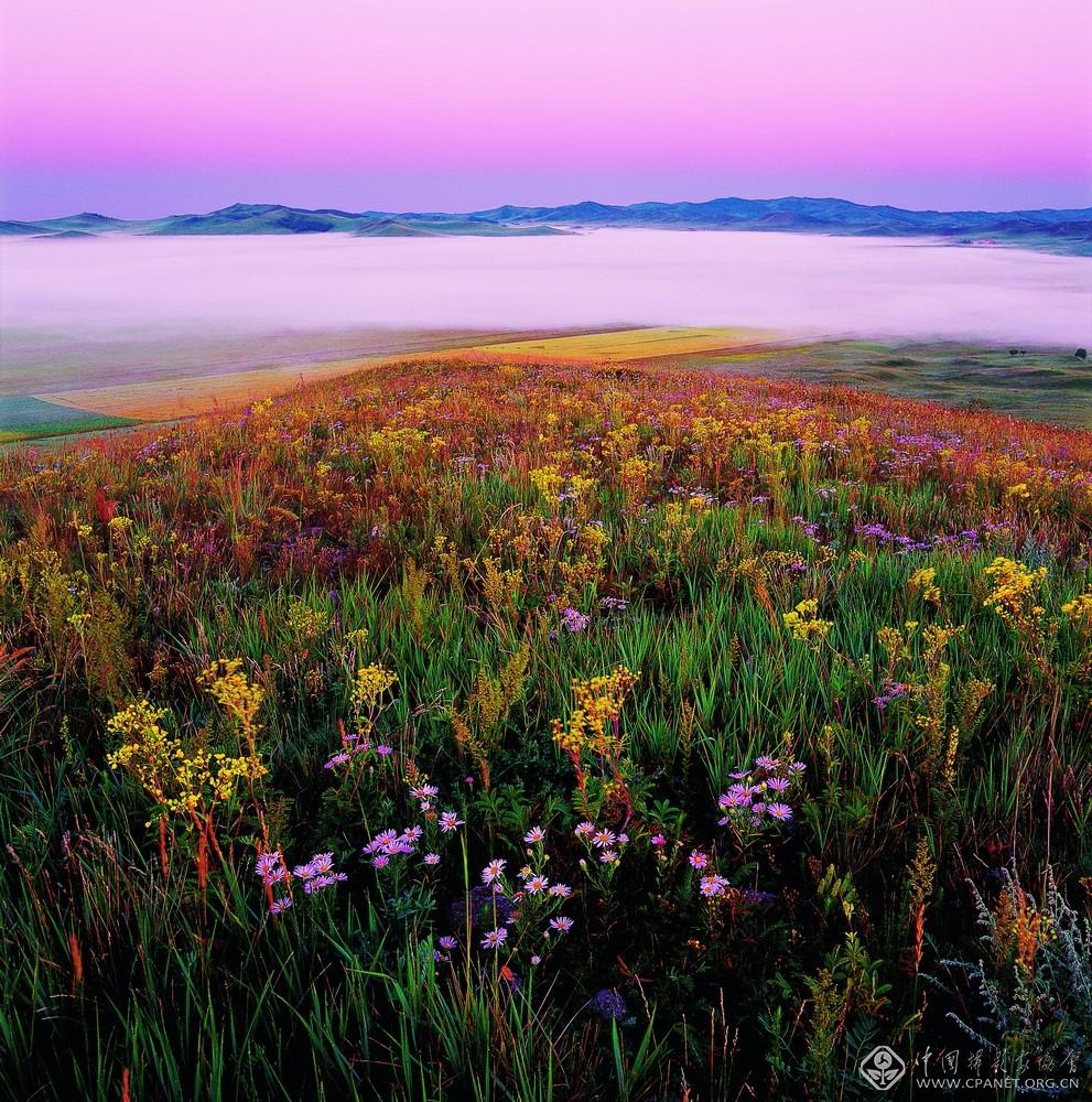 繁花，塞罕坝红山军马场，1988 年 姜平 摄.jpg